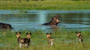 A standoff between the thirsty wild dogs and the hippo defending his "turf."