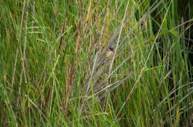 Hunting insects and fish from the reeds along the river