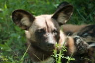 While "cute" might be an adjective that comes to mind, it is also not hard to remember these are wild dogs, not cute, domesticated ones.