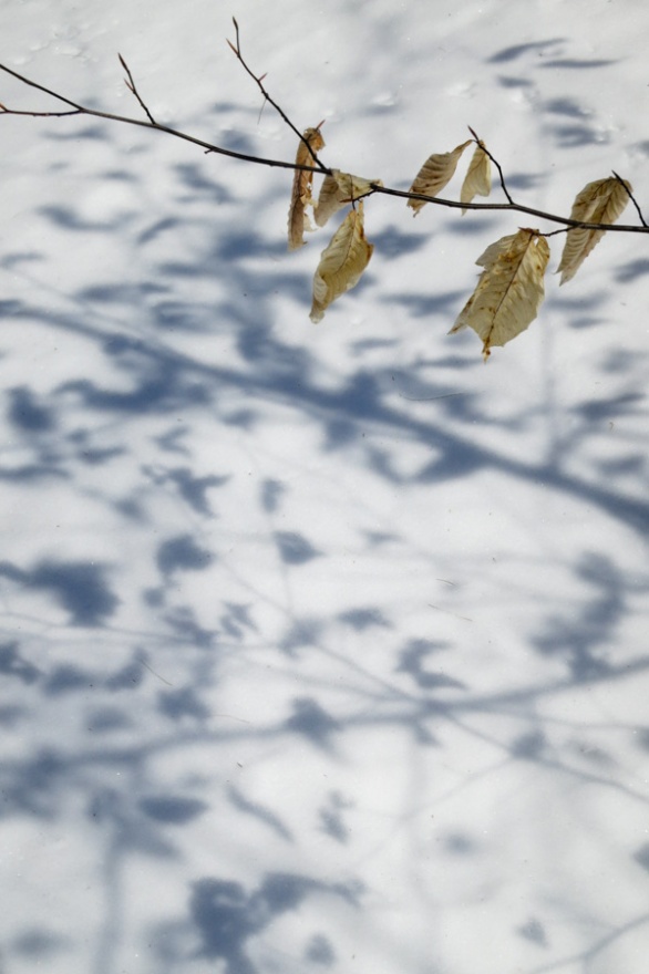 Last year's leaves of American Beech often hang well into spring, creating shadow art like this.