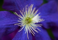 How lovely is the Clematis bloom?