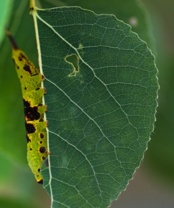 The caterpillar of the Gray Furcula disguises itself as a chewed leaf!