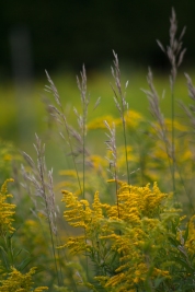 Goldenrod and seed heads of grass