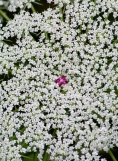 The oft-colored center of the Queen Anne's Lace flower, probably an evolutionary advantage to attack pollinators.
